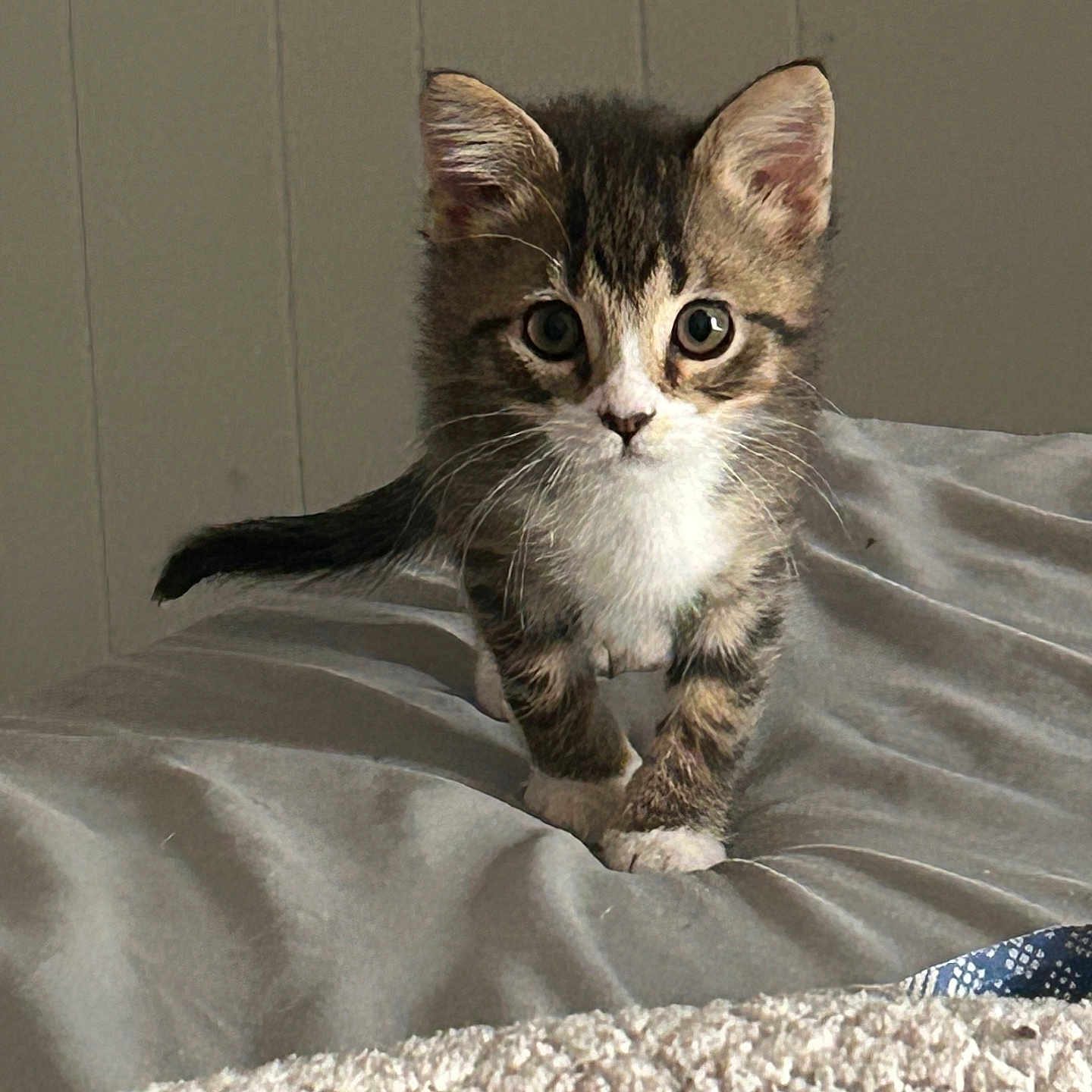 Kitten Little
