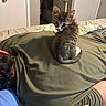 Kitten Little joined the competition — help win amazing prizes! kitten, cat, person, bed, indoor, resting, curious, feline, animal, cute, cozy, casual, clothing, jeans, blanket, relaxation, home, companion, fur, sleeping