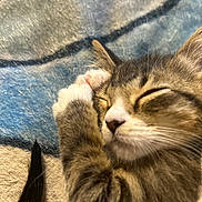Kitten Little joined the competition — help win amazing prizes! kitten, cat, sleeping, close_up, tabby, paw, fur, whiskers, nose, ear, blanket, texture, soft, cozy, resting, cute, pet, animal, indoor, peaceful