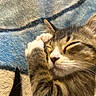 kitten, cat, sleeping, close_up, tabby, paw, fur, whiskers, nose, ear, blanket, texture, soft, cozy, resting, cute, pet, animal, indoor, peaceful