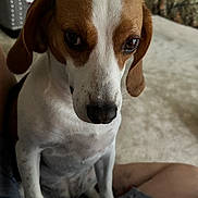 Winnie joined the competition — help win amazing prizes! dog, beagle, pet, indoor, living_room, person, lap, fur, ears, eyes, nose, carpet, couch, home, animal, canine, cute, sitting, companion, portrait