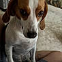 dog, beagle, pet, indoor, living_room, person, lap, fur, ears, eyes, nose, carpet, couch, home, animal, canine, cute, sitting, companion, portrait
