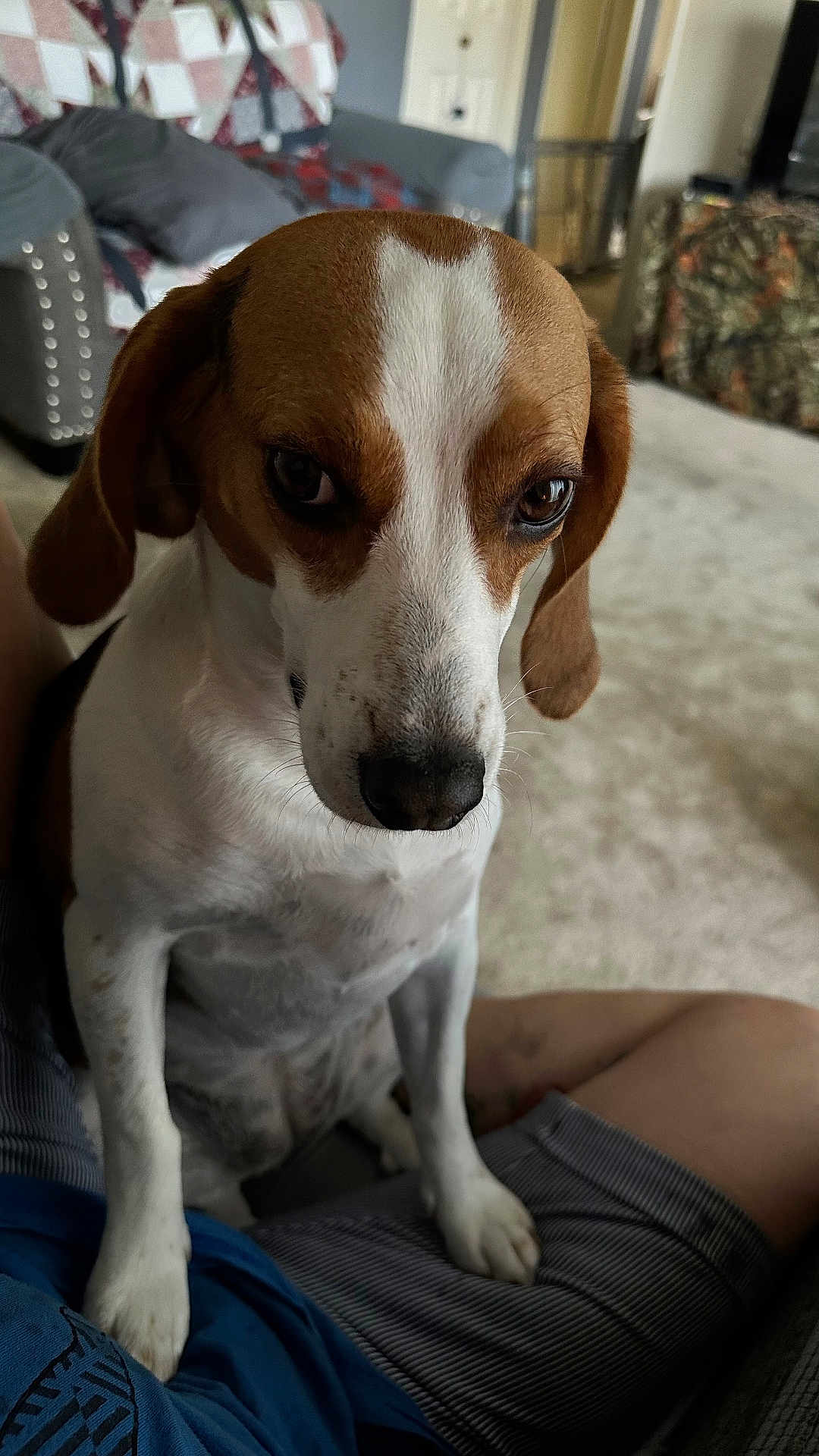 Winnie joined the competition — help win amazing prizes! dog, beagle, pet, indoor, living_room, person, lap, fur, ears, eyes, nose, carpet, couch, home, animal, canine, cute, sitting, companion, portrait