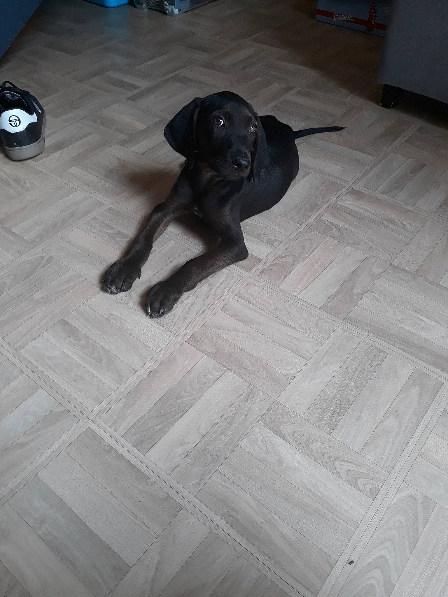 Pogo participe au concours pour gagner de l'argent avec cette photo : beagador, borador, canidae, carnivore, dog, dog_breed, fawn, floor, flooring, hardwood, labrador_retriever, laminate_flooring, patterdale_terrier, pointer, puppy, snout, sporting_group, tail, tile