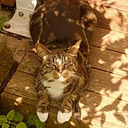 Frodon a rejoint le concours — aidez-le/la à gagner de superbes lots ! cat, tabby_cat, white_paws, wooden_deck, sunlight, shadows, green_plants, outdoor, relaxed, pet, animal, nature, feline, resting, daylight, leaves, garden, closeup, striped, cute