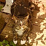 cat, tabby_cat, white_paws, wooden_deck, sunlight, shadows, green_plants, outdoor, relaxed, pet, animal, nature, feline, resting, daylight, leaves, garden, closeup, striped, cute