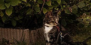 Frodon participe au concours pour gagner de l'argent avec cette photo : cat, tabby_cat, leash, harness, grass, bush, flowers, greenery, outdoor, nature, pet, animal, mammal, feline, sitting, alert, garden, pink_flowers, plant, leaf