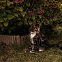 cat, tabby_cat, leash, harness, grass, bush, flowers, greenery, outdoor, nature, pet, animal, mammal, feline, sitting, alert, garden, pink_flowers, plant, leaf