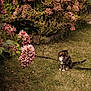 Frodon a rejoint le concours — aidez-le/la à gagner de superbes lots ! cat, tabby_cat, grass, flower, hydrangea, bush, garden, leash, outdoor, pet, animal, nature, plant, feline, greenery, summer, flora, shrub, leaf, sitting