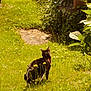 Frodon a rejoint le concours — aidez-le/la à gagner de superbes lots ! cat, leash, grass, wildflowers, garden, sunlight, greenery, stone_structure, ivy, plants, nature, outdoor, animal, pet, curious, walking, spring, flora, daylight, mammal