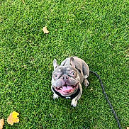 Tyson joined the competition — help win amazing prizes! dog, french_bulldog, grass, leash, happy, pet, outdoor, smiling, animal, canine, playful, tongue_out, ears_up, greenery, nature, summer, cute, companion, friendly, sitting