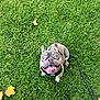 dog, french_bulldog, grass, leash, happy, pet, outdoor, smiling, animal, canine, playful, tongue_out, ears_up, greenery, nature, summer, cute, companion, friendly, sitting