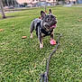 Tyson joined the competition — help win amazing prizes! dog, french_bulldog, grass, tennis_ball, outdoor, pet, playful, leash, harness, greenery, sunset, park, animal, cute, tongue_out, smiling, happy, small_dog, nature, daytime