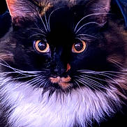 Mila joined the competition — help win amazing prizes! cat, calico, fluffy, close_up, whiskers, orange_eyes, fur, pet, animal, portrait, domestic_cat, closeup, feline, cute, soft, indoor, mammal, face, curious, alert