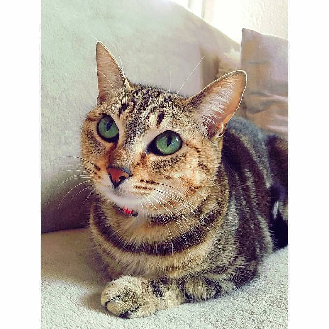 Mimine participe au concours pour gagner de l'argent avec cette photo : aegean_cat, american_shorthair, american_wirehair, asian, carnivore, cat, domestic_short_haired_cat, dragon_li, ear, egyptian_mau, european_shorthair, eye, felidae, kitten, mammal, small_to_medium_sized_cats, snapshot, snout, tabby_cat, whiskers