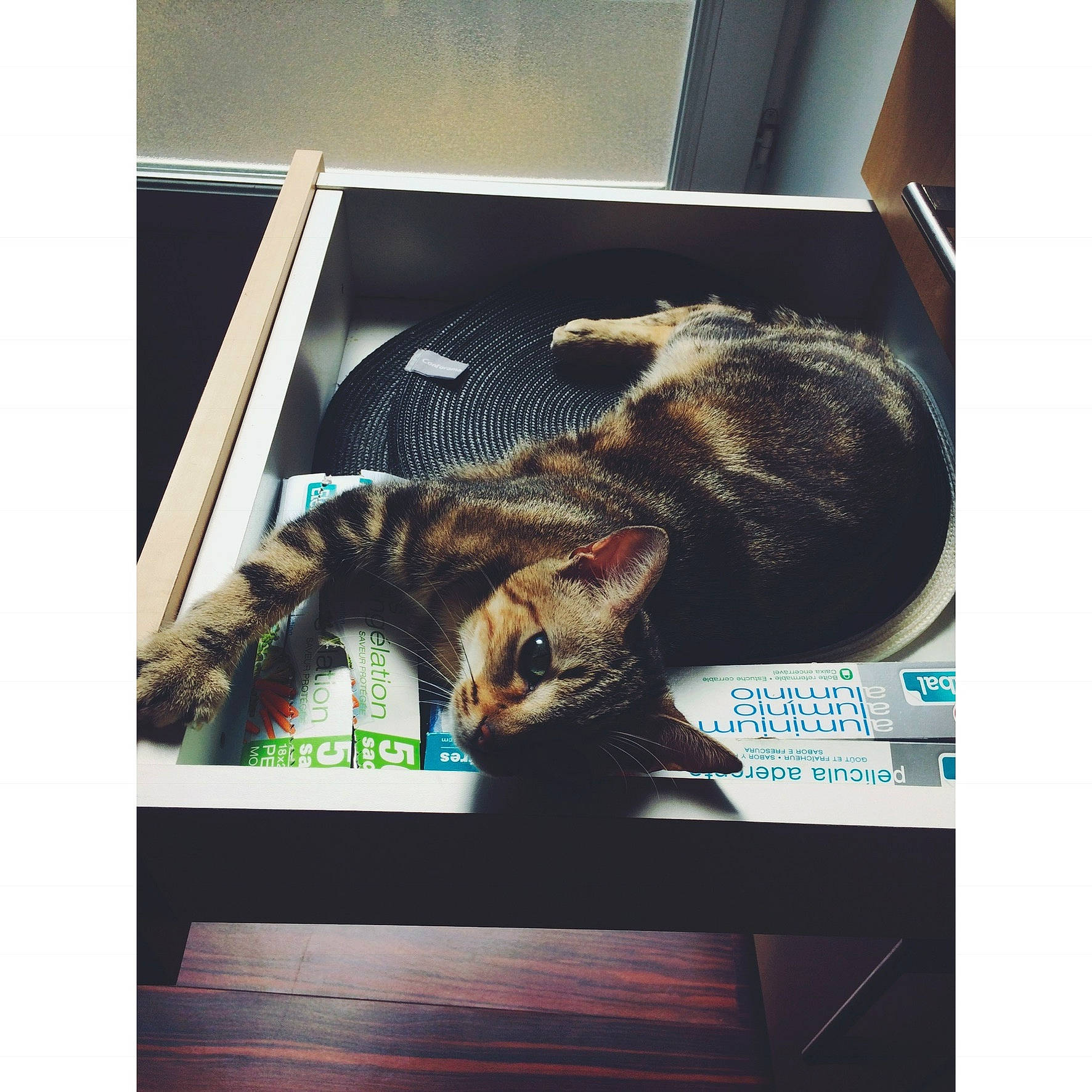 Mimine participe au concours pour gagner de l'argent avec cette photo : american_shorthair, carnivore, cat, domestic_short_haired_cat, ear, european_shorthair, felidae, fur, kitten, nap, organism, photo_caption, photography, small_to_medium_sized_cats, snapshot, square, tabby_cat, whiskers