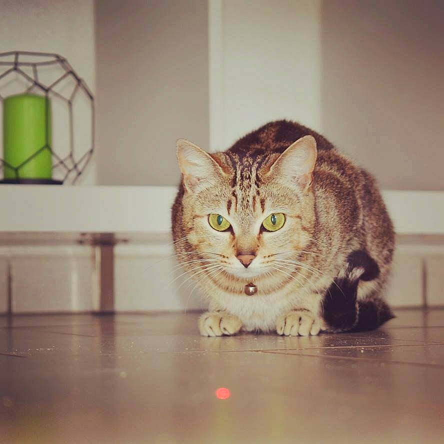 Mimine participe au concours pour gagner de l'argent avec cette photo : aegean_cat, american_shorthair, asian, carnivore, cat, domestic_short_haired_cat, dragon_li, european_shorthair, eye, felidae, floor, fur, kitten, ocicat, polydactyl_cat, small_to_medium_sized_cats, snout, tabby_cat, whiskers, window