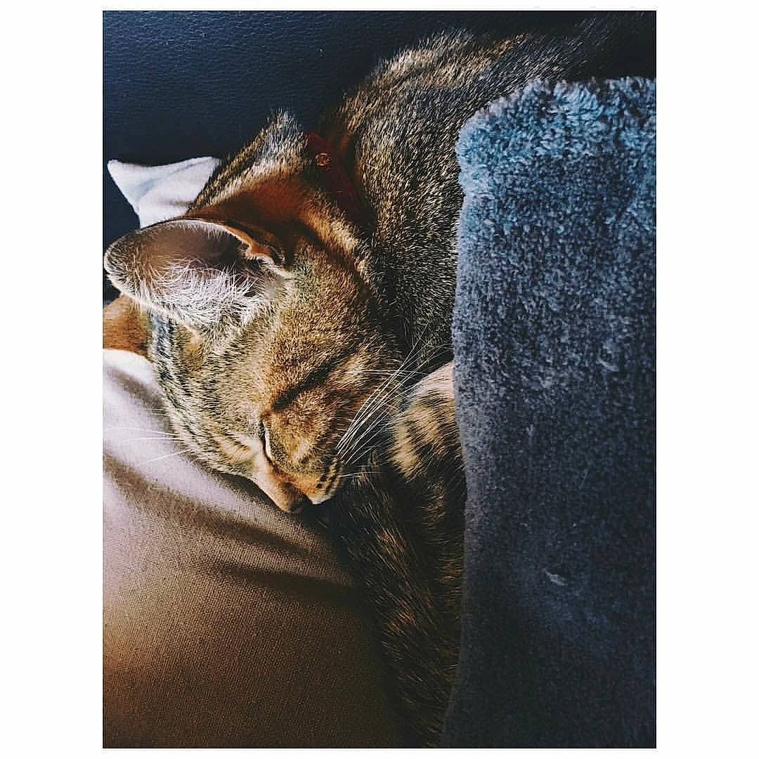 Mimine participe au concours pour gagner de l'argent avec cette photo : carnivore, cat, domestic_short_haired_cat, ear, european_shorthair, eye, felidae, fur, kitten, nap, nose, photography, small_to_medium_sized_cats, snout, stock_photography, tabby_cat, whiskers