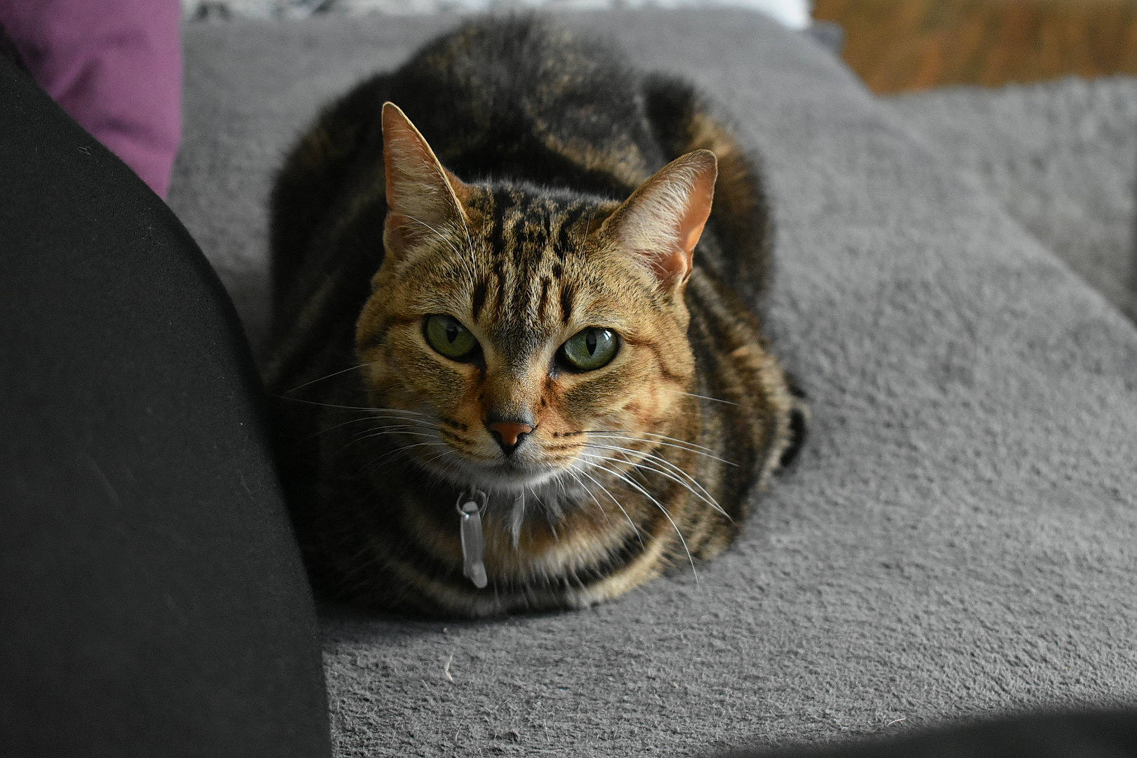 Mimine participe au concours pour gagner de l'argent avec cette photo : aegean_cat, american_shorthair, asian, bengal, california_spangled, carnivore, cat, domestic_short_haired_cat, dragon_li, european_shorthair, felidae, fur, kitten, mammal, ocicat, small_to_medium_sized_cats, snout, tabby_cat, toyger, whiskers