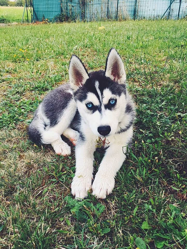 Youki participe au concours pour gagner de l'argent avec cette photo : alaskan_klee_kai, alaskan_malamute, canadian_eskimo_dog, canidae, carnivore, dog, dog_breed, mammal, miniature_siberian_husky, native_american_indian_dog, northern_inuit_dog, puppy, saarloos_wolfdog, sakhalin_husky, seppala_siberian_sleddog, siberian_husky, sled_dog, tamaskan_dog, vertebrate, wolfdog