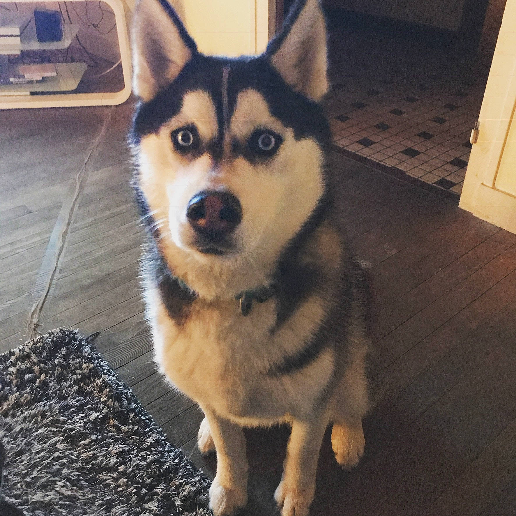 Youki participe au concours pour gagner de l'argent avec cette photo : alaskan_klee_kai, alaskan_malamute, canidae, carnivore, dog, dog_breed, eye, labrador_husky, mammal, miniature_siberian_husky, northern_inuit_dog, nose, sakhalin_husky, seppala_siberian_sleddog, siberian_husky, sled_dog, tamaskan_dog, vertebrate, wolfdog, working_dog