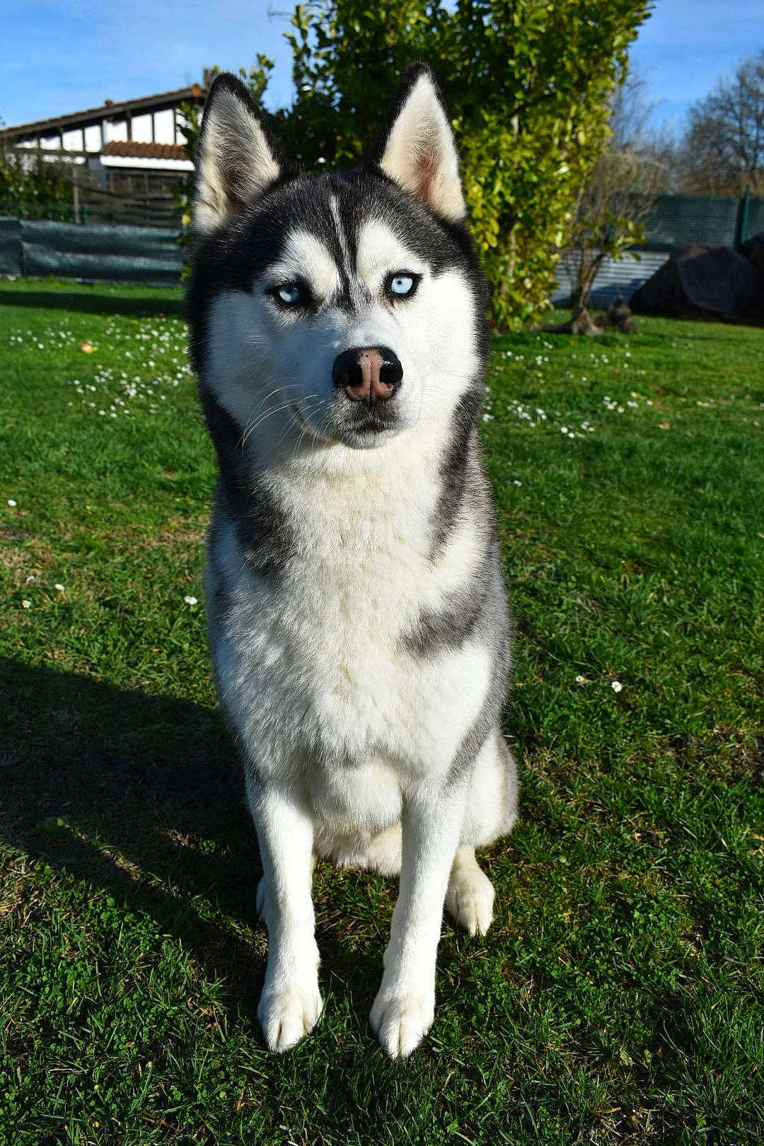 Youki participe au concours pour gagner de l'argent avec cette photo : alaskan_klee_kai, alaskan_malamute, canadian_eskimo_dog, canidae, carnivore, dog, dog_breed, jamthund, mammal, miniature_siberian_husky, native_american_indian_dog, northern_inuit_dog, saarloos_wolfdog, sakhalin_husky, seppala_siberian_sleddog, siberian_husky, sled_dog, tamaskan_dog, vertebrate, wolfdog