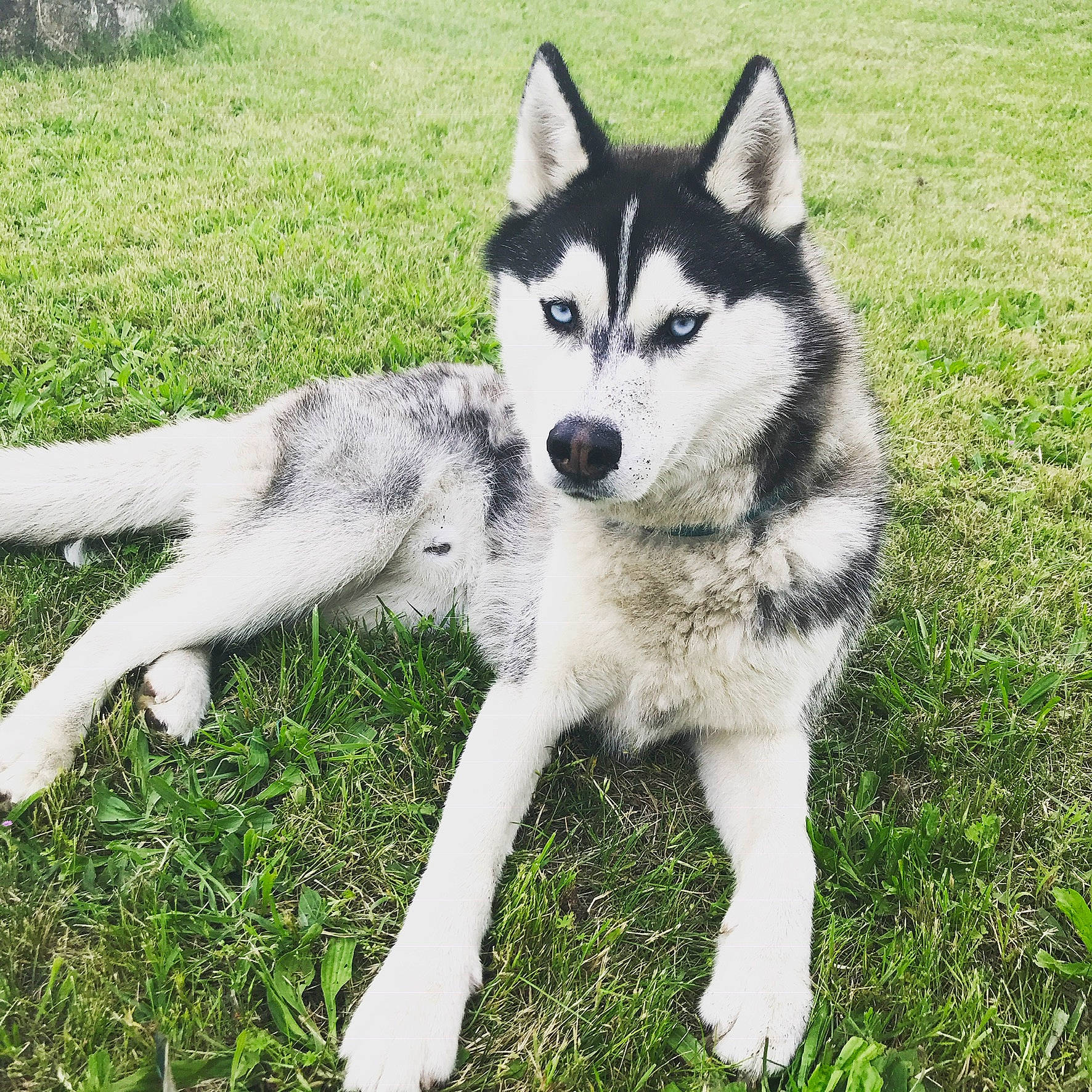 Youki participe au concours pour gagner de l'argent avec cette photo : alaskan_klee_kai, alaskan_malamute, canadian_eskimo_dog, canidae, carnivore, dog, dog_breed, greenland_dog, jamthund, mammal, miniature_siberian_husky, native_american_indian_dog, northern_inuit_dog, sakhalin_husky, seppala_siberian_sleddog, siberian_husky, sled_dog, tamaskan_dog, vertebrate, wolfdog
