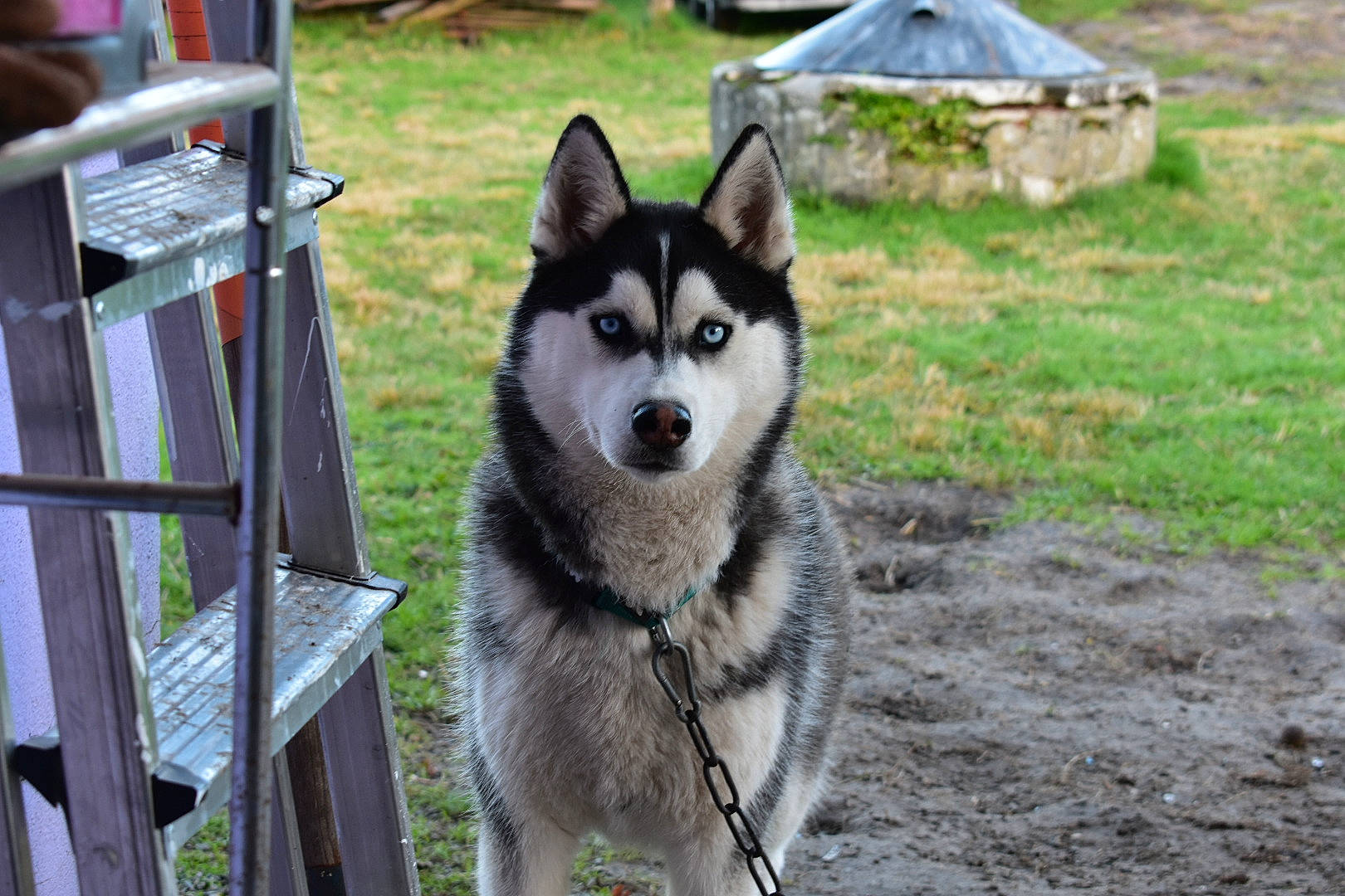 Youki a rejoint le concours — aidez-le/la à gagner de superbes lots ! alaskan_klee_kai, alaskan_malamute, canidae, carnivore, dog, dog_breed, east_siberian_laika, greenland_dog, jamthund, mammal, native_american_indian_dog, northern_inuit_dog, saarloos_wolfdog, sakhalin_husky, seppala_siberian_sleddog, siberian_husky, sled_dog, tamaskan_dog, vertebrate, wolfdog
