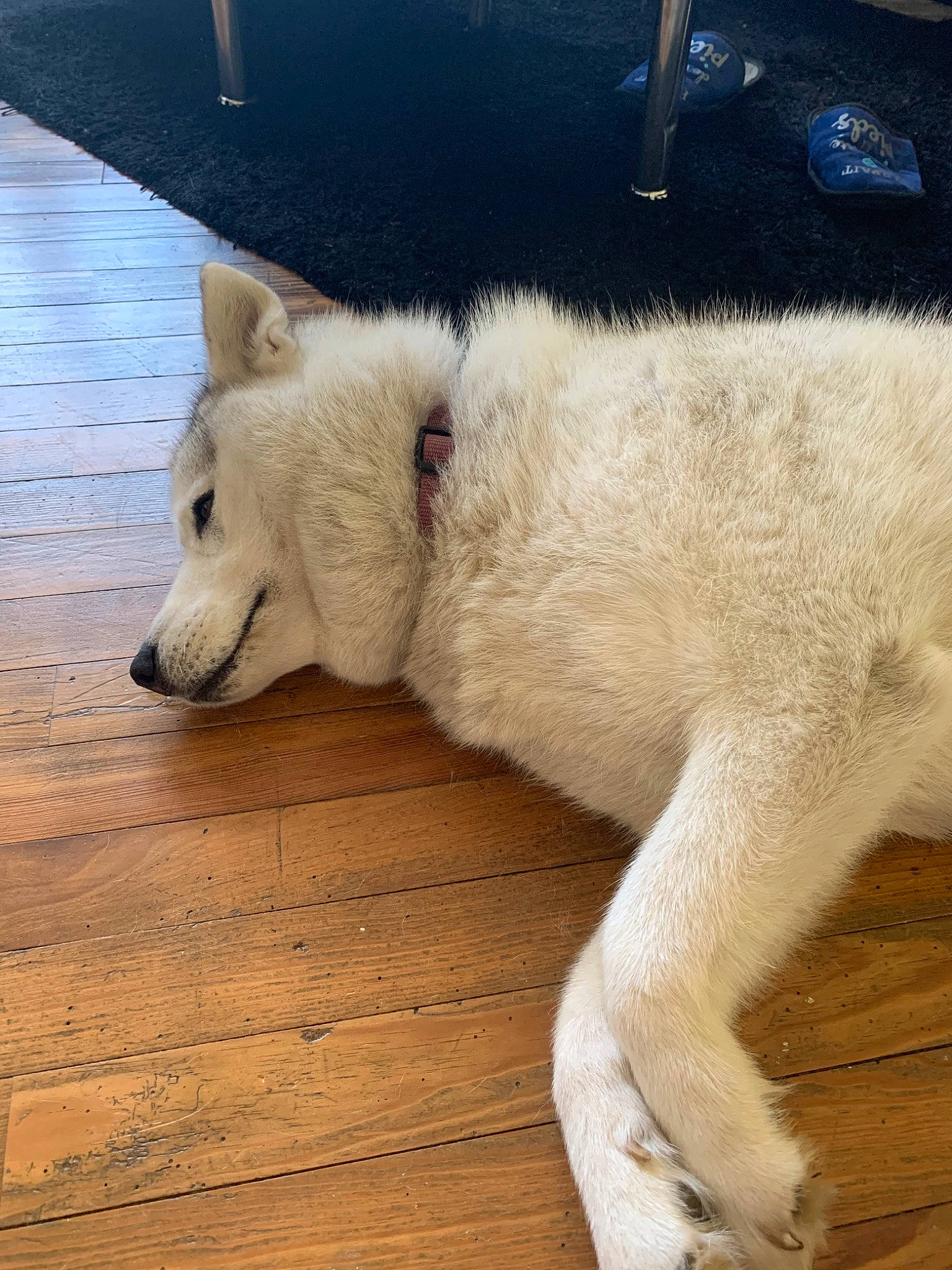 Letty a rejoint le concours — aidez-le/la à gagner de superbes lots ! akita, akita_inu, berger_blanc_suisse, canaan_dog, canidae, carnivore, dog, dog_breed, kintamani, kishu, korean_jindo_dog, mammal, pungsan_dog, rare_breed_dog, samoyed, snout, tail, vertebrate, white_shepherd, wolfdog