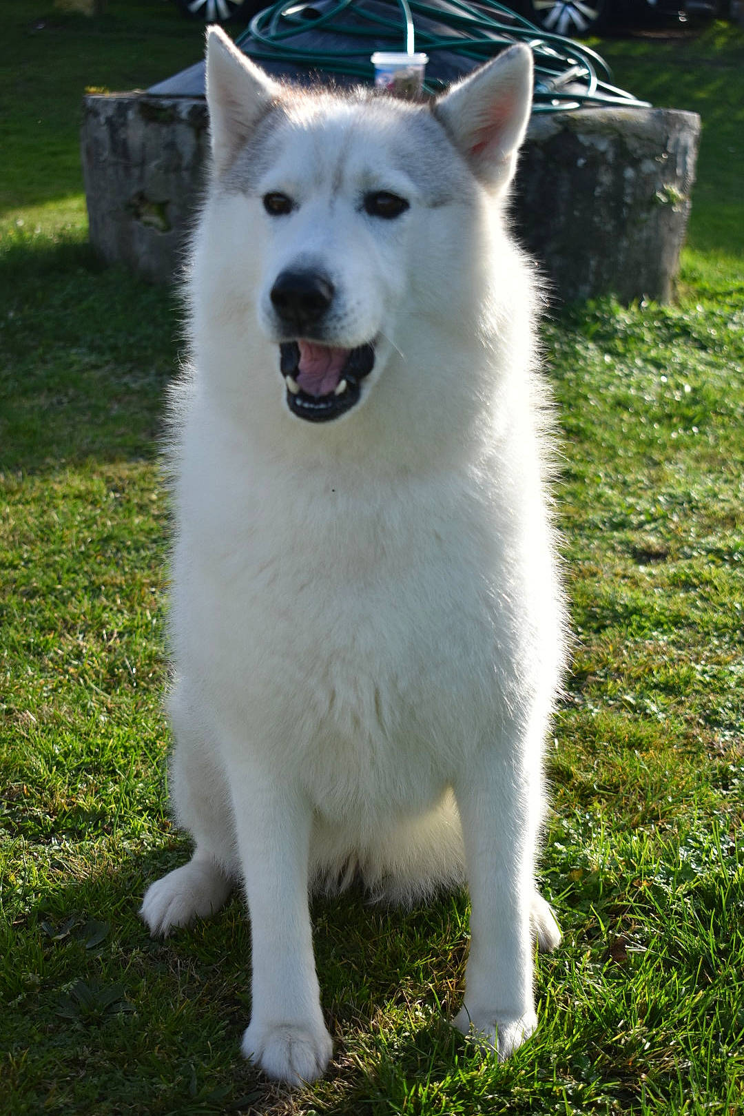 Letty participe au concours pour gagner de l'argent avec cette photo : ancient_dog_breeds, berger_blanc_suisse, canaan_dog, canadian_eskimo_dog, canidae, carnivore, dog, dog_breed, east_siberian_laika, herding_dog, kintamani, kishu, mammal, pungsan_dog, rare_breed_dog, samoyed, siberian_husky, tamaskan_dog, vertebrate, white_shepherd