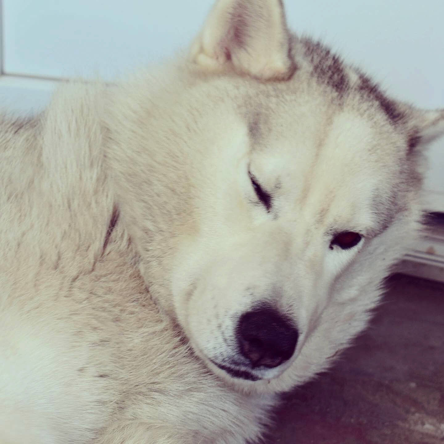 Letty a rejoint le concours — aidez-le/la à gagner de superbes lots ! canadian_eskimo_dog, canidae, carnivore, dog, dog_breed, east_siberian_laika, eye, greenland_dog, head, labrador_husky, mammal, miniature_siberian_husky, northern_inuit_dog, nose, sakhalin_husky, seppala_siberian_sleddog, siberian_husky, snout, vertebrate, wolfdog