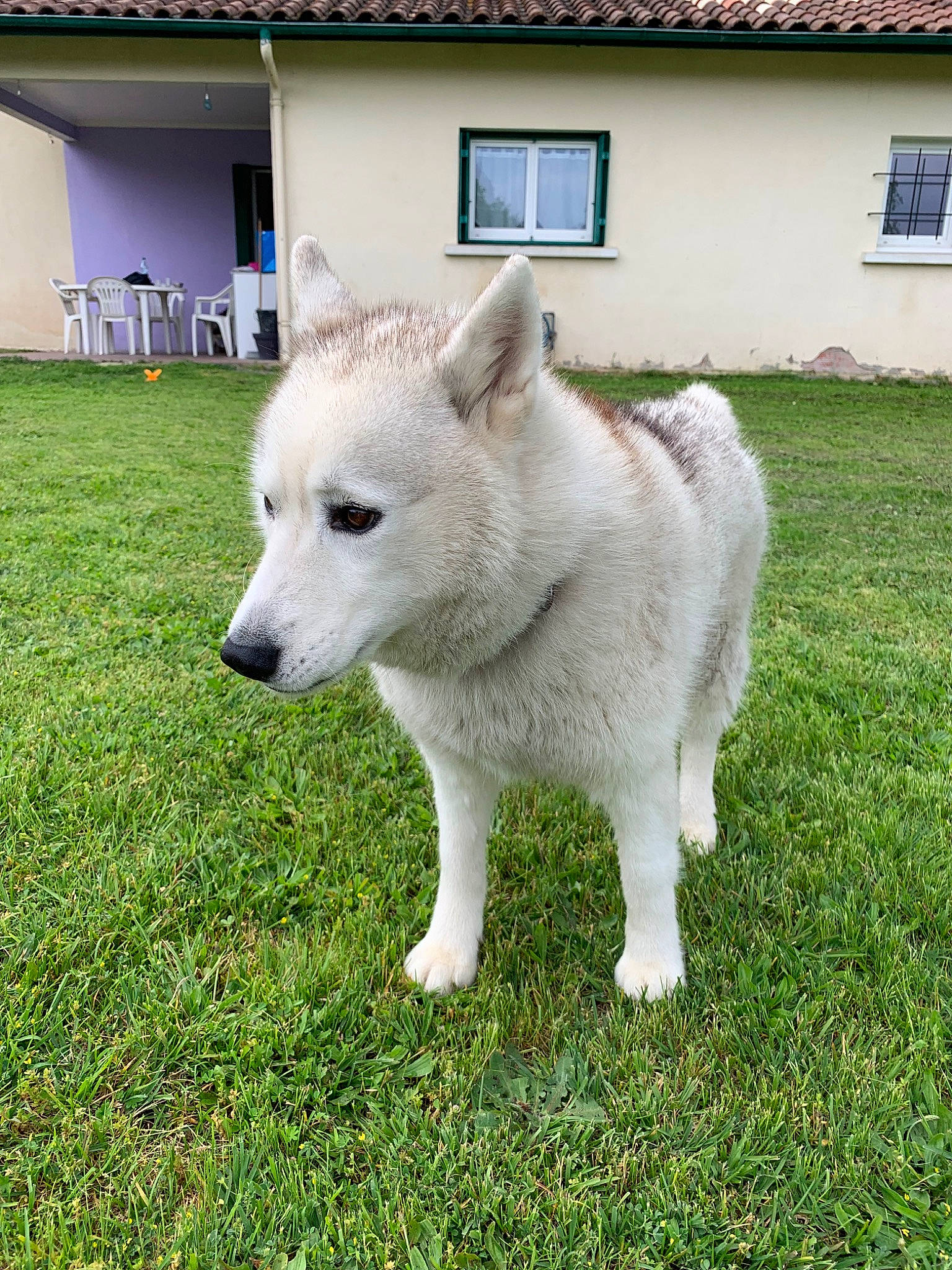 Letty a rejoint le concours — aidez-le/la à gagner de superbes lots ! ancient_dog_breeds, berger_blanc_suisse, canaan_dog, canidae, carnivore, dog, dog_breed, grass, hokkaido, kintamani, kishu, korean_jindo_dog, mammal, norwegian_buhund, pungsan_dog, rare_breed_dog, siberian_husky, sporting_group, vertebrate, white_shepherd