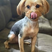 Lyra is registered to the contest to win money with this photo: dog, pet, tongue_out, indoor, couch, fur, animal, small_dog, cute, sitting, ears, groomed, tongue, canine, companion, domestic_animal, blurred_background, friendly, close_up, mammal