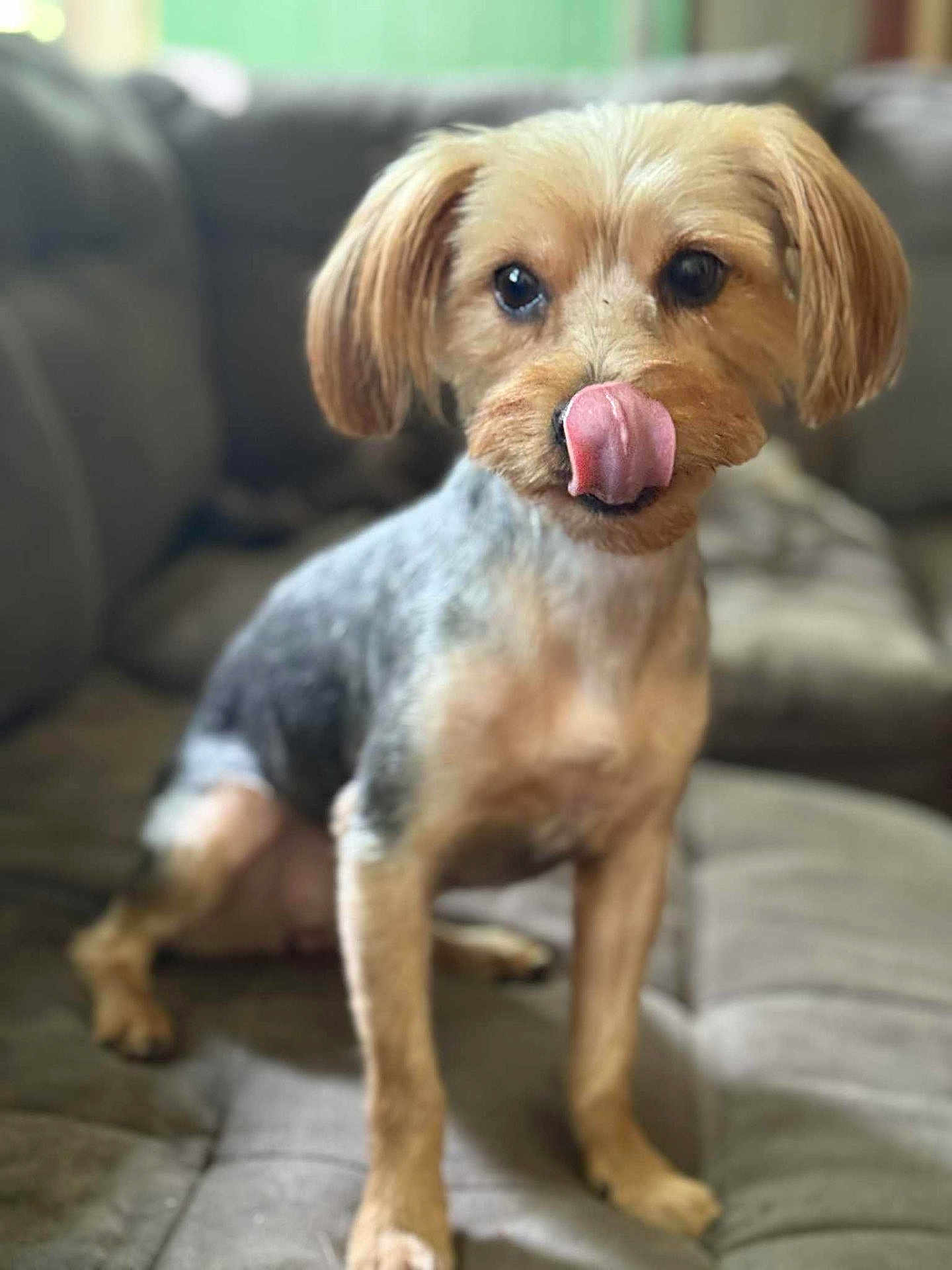 Lyra is registered to the contest to win money with this photo: dog, pet, tongue_out, indoor, couch, fur, animal, small_dog, cute, sitting, ears, groomed, tongue, canine, companion, domestic_animal, blurred_background, friendly, close_up, mammal
