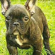 Roxy joined the competition — help win amazing prizes! dog, puppy, french_bulldog, grass, outdoor, pet, animal, canine, ears, fur, nature, young, alert, cute, walking, portrait, mammal, green, closeup, expression