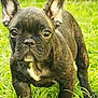 dog, puppy, french_bulldog, grass, outdoor, pet, animal, canine, ears, fur, nature, young, alert, cute, walking, portrait, mammal, green, closeup, expression