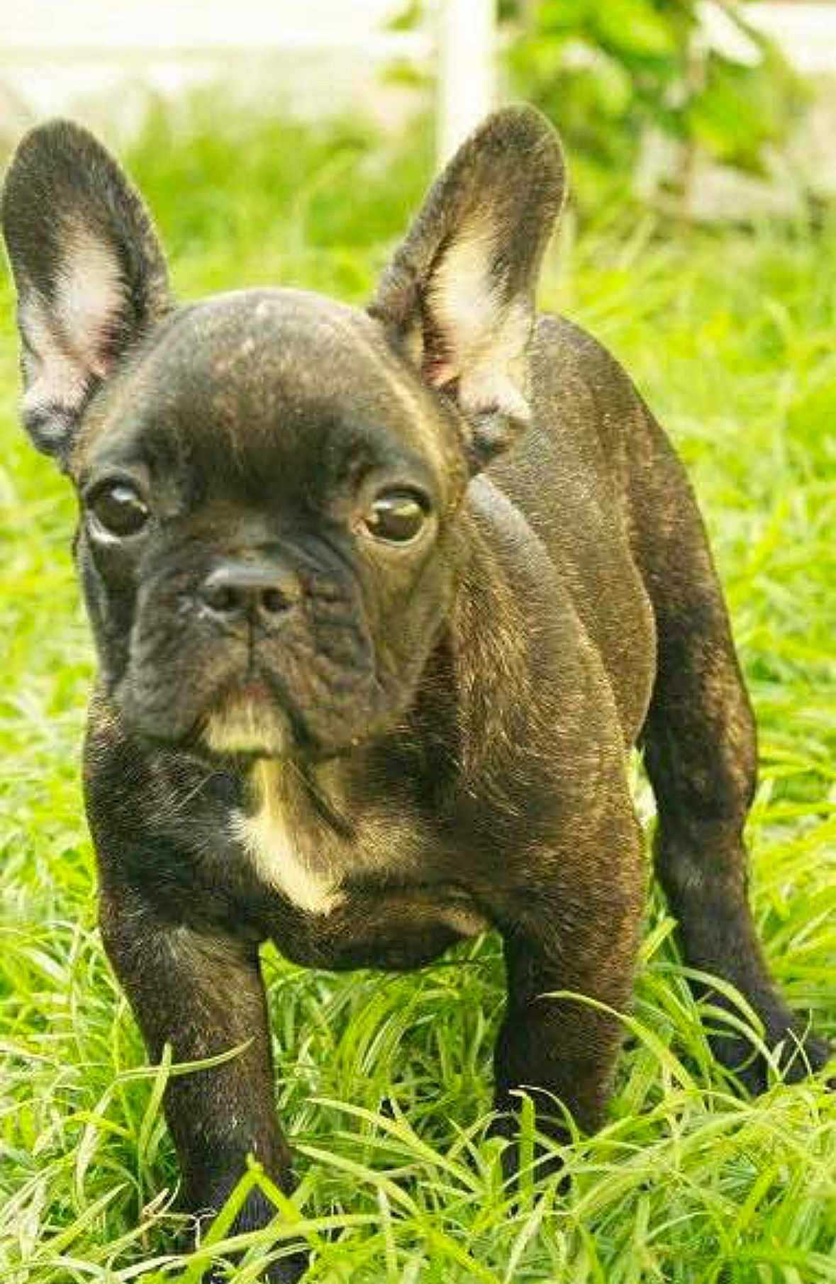 Roxy joined the competition — help win amazing prizes! dog, puppy, french_bulldog, grass, outdoor, pet, animal, canine, ears, fur, nature, young, alert, cute, walking, portrait, mammal, green, closeup, expression