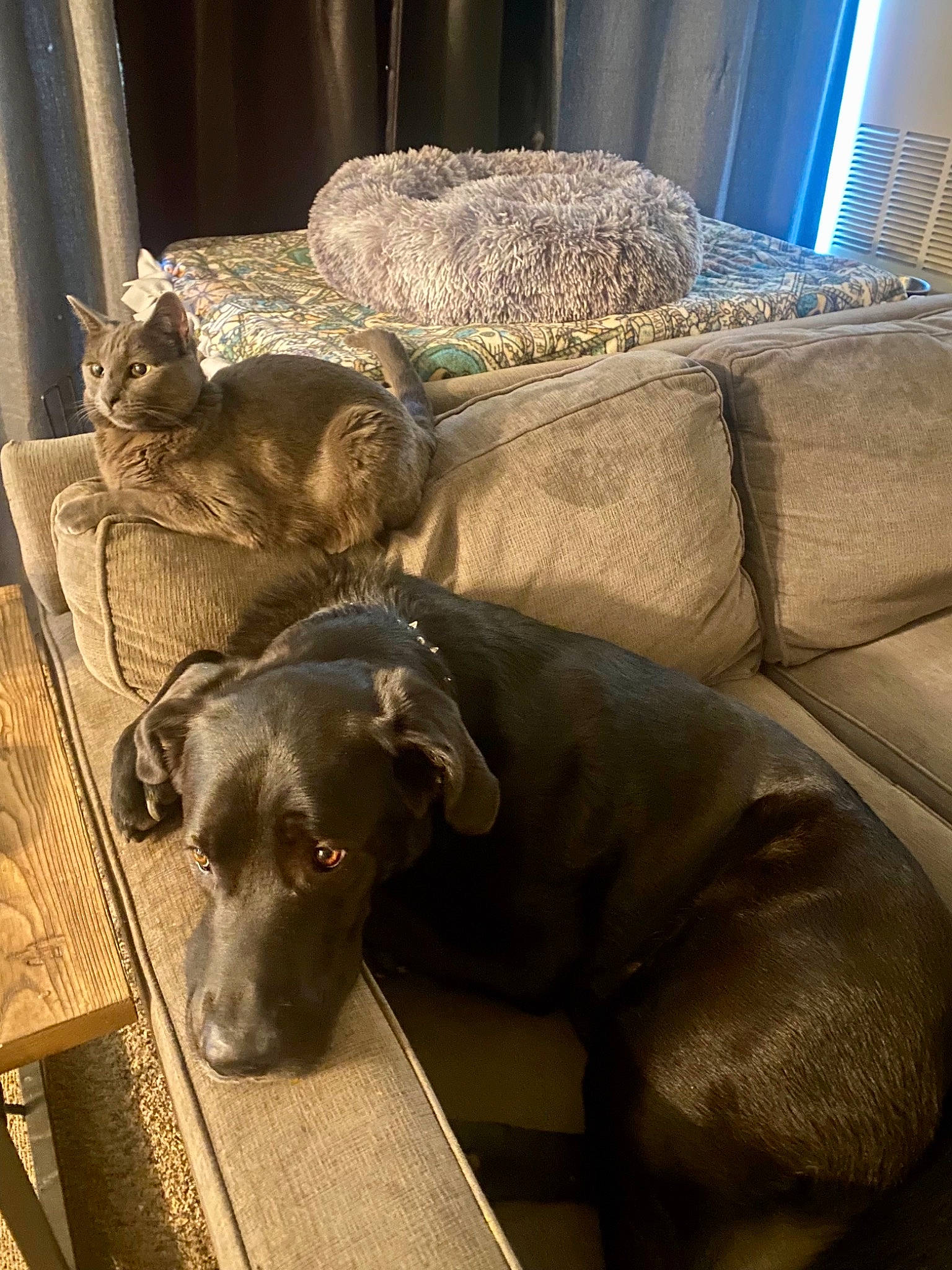 Apollo is registered to the contest to win money with this photo: canidae, carnivore, comfort, companion_dog, dog, dog_breed, fawn, fur, grey, guard_dog, liver, non_sporting_group, pet_supply, snout, sporting_group, tail, terrestrial_animal, whiskers, wood, working_animal