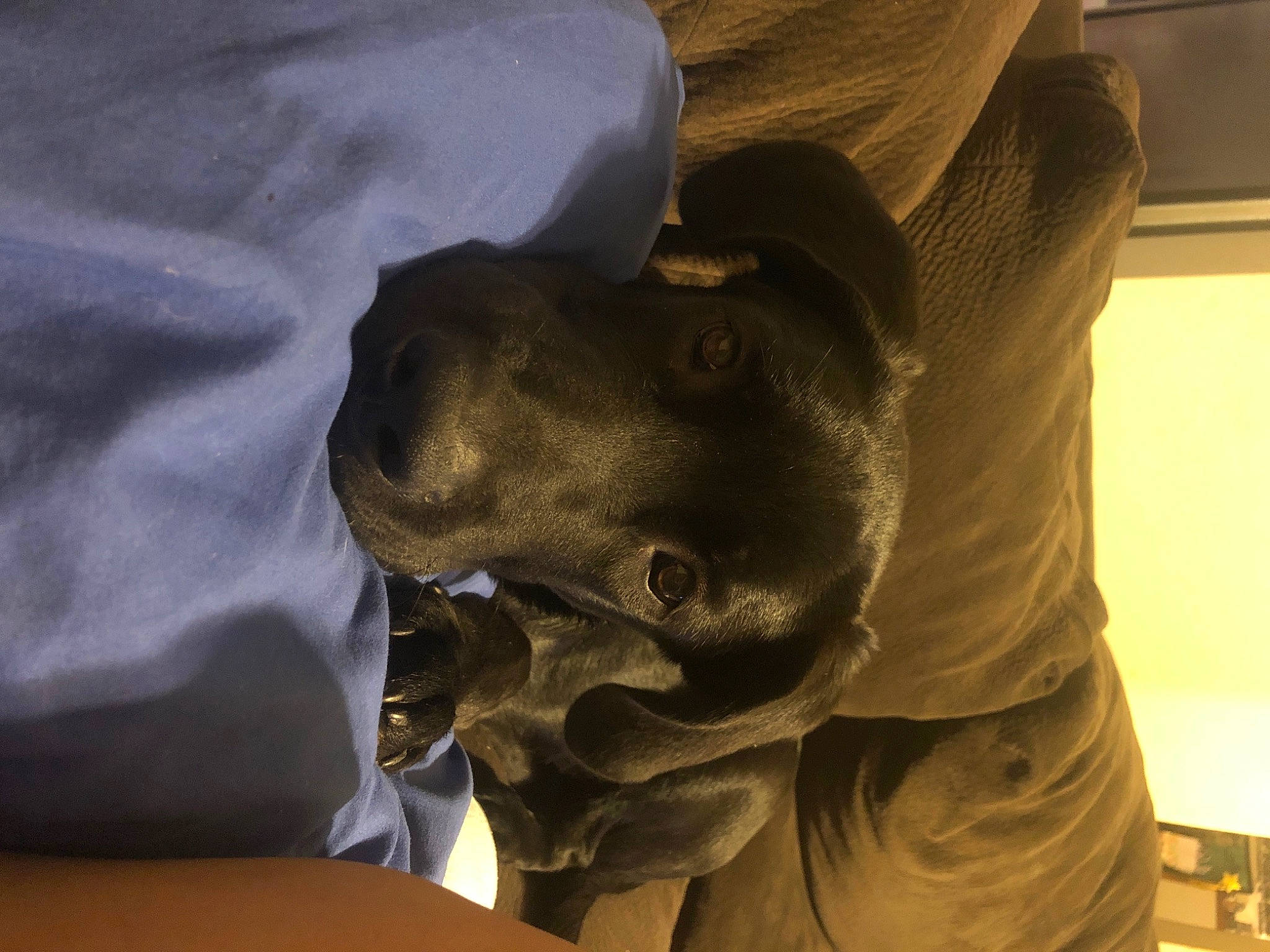 Asher joined the competition — help win amazing prizes! canidae, carnivore, comfort, companion_dog, dog, dog_breed, ear, fawn, gesture, guard_dog, jaw, non_sporting_group, personal_protective_equipment, sculpture, snout, sporting_group, weimaraner, working_animal, wrinkle