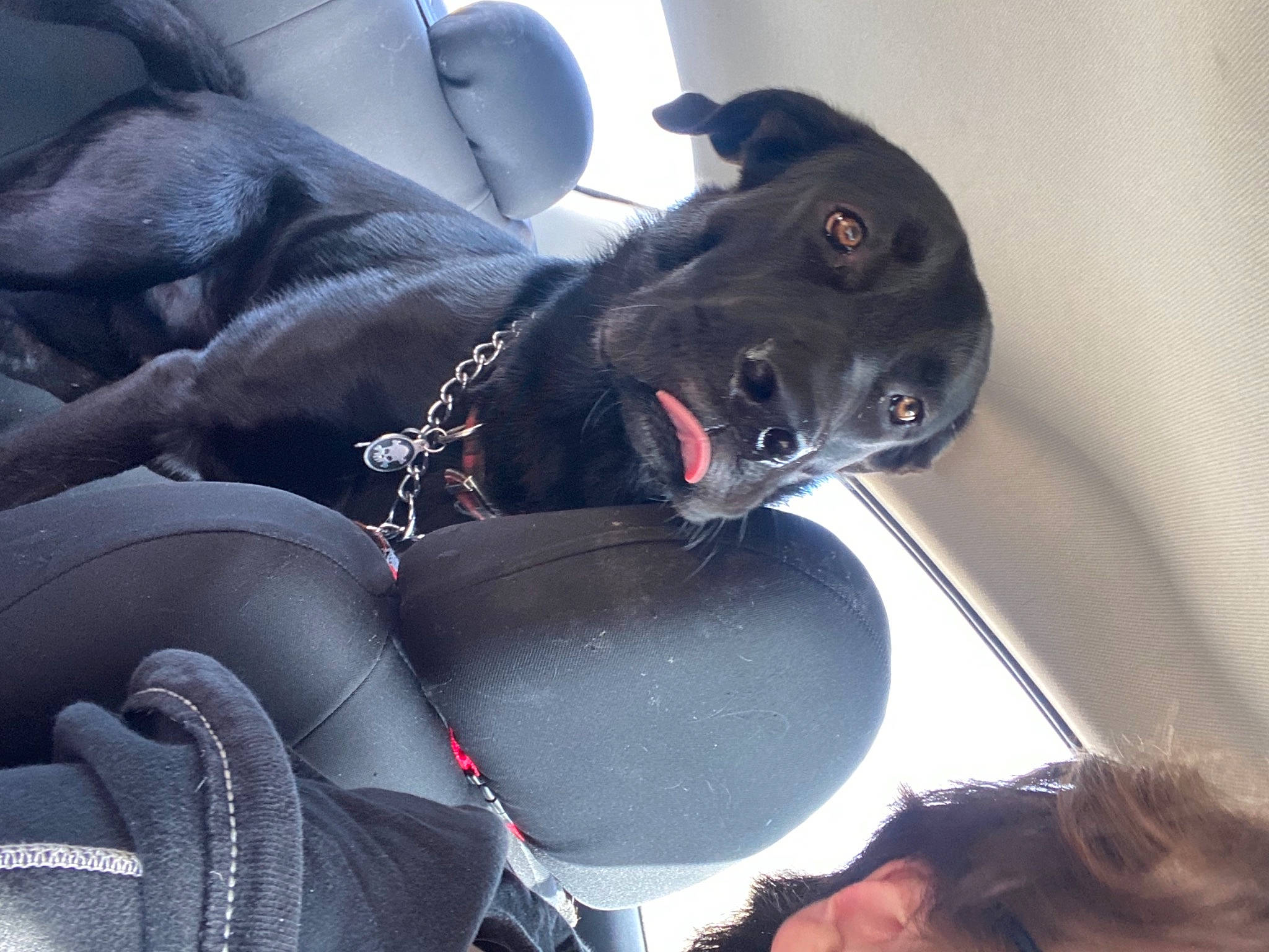 Asher is registered to the contest to win money with this photo: auto_part, automotive_exterior, automotive_tire, automotive_wheel_system, car, car_seat, car_seat_cover, carnivore, comfort, companion_dog, dog, dog_breed, motor_vehicle, snout, sporting_group, steering_part, steering_wheel, vehicle, vehicle_door, working_animal