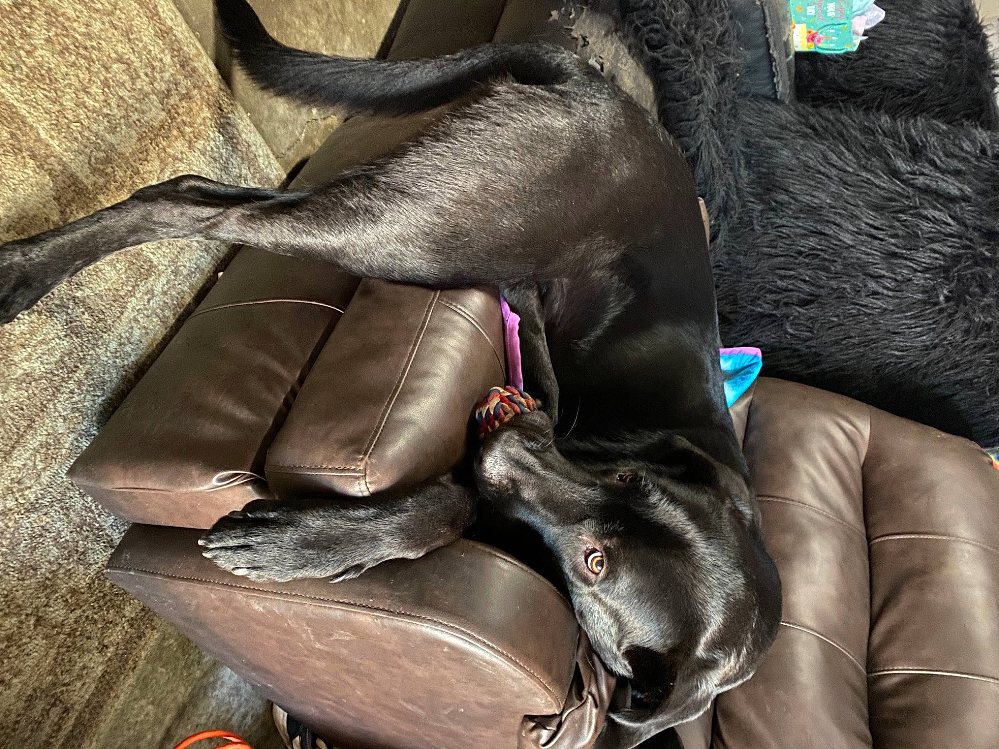 Asher joined the competition — help win amazing prizes! art, carmine, comfort, dog_breed, fashion_accessory, fawn, fictional_character, fur, grey, guard_dog, human_leg, leather, liver, metal, pattern, snout, sporting_group, textile, visual_arts, working_animal