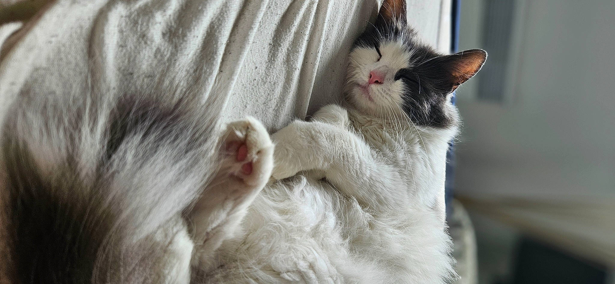 Jagy a rejoint le concours — aidez-le/la à gagner de superbes lots ! carnivore, cat, claw, comfort, domestic_short_haired_cat, fawn, felidae, fur, grey, paw, small_to_medium_sized_cats, snout, tail, terrestrial_animal, whiskers