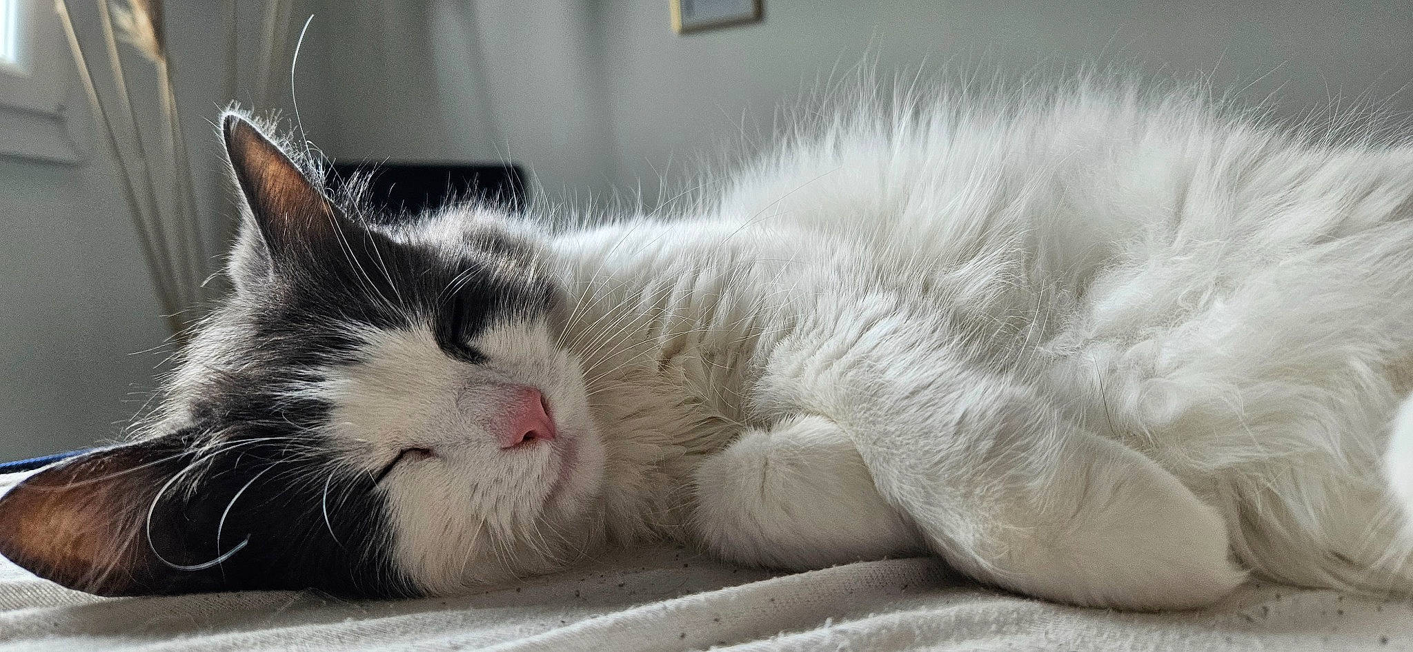 Jagy participe au concours pour gagner de l'argent avec cette photo : carnivore, cat, claw, comfort, domestic_short_haired_cat, eye, felidae, fur, nap, paw, sleep, small_to_medium_sized_cats, snout, tail, whiskers