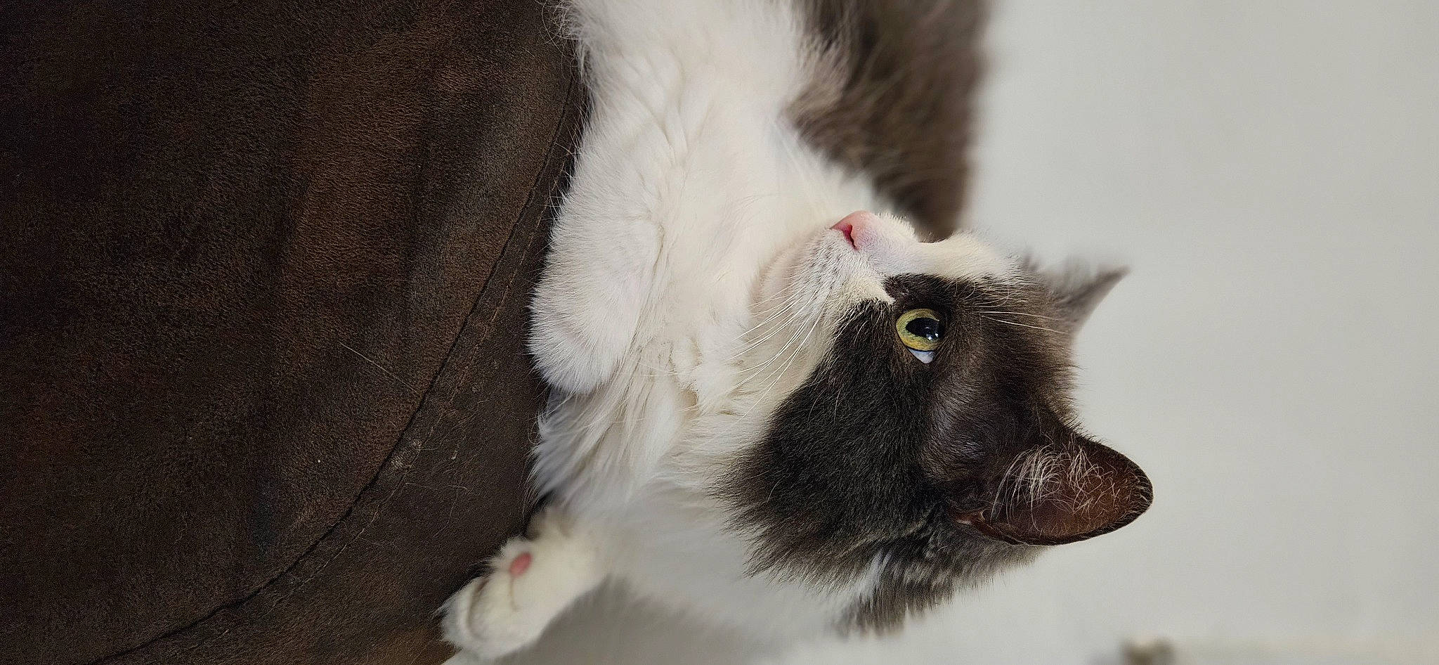 Jagy a rejoint le concours — aidez-le/la à gagner de superbes lots ! canidae, carnivore, cat, claw, collar, dog_breed, domestic_short_haired_cat, felidae, foot, fur, paw, small_to_medium_sized_cats, snout, sporting_group, tail, whiskers