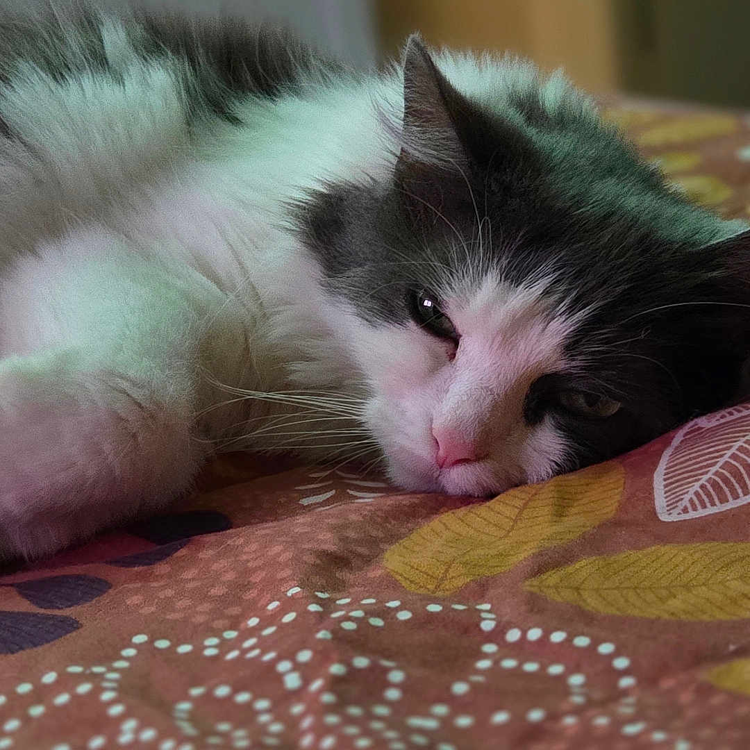 Jagy participe au concours pour gagner de l'argent avec cette photo : animal, bedspread, black_and_white, cat, closeup, cozy, cute, domestic_cat, feline, fluffy, fur, indoor, patterned, paw, pet, pink_nose, relaxed, resting, sleepy, whiskers