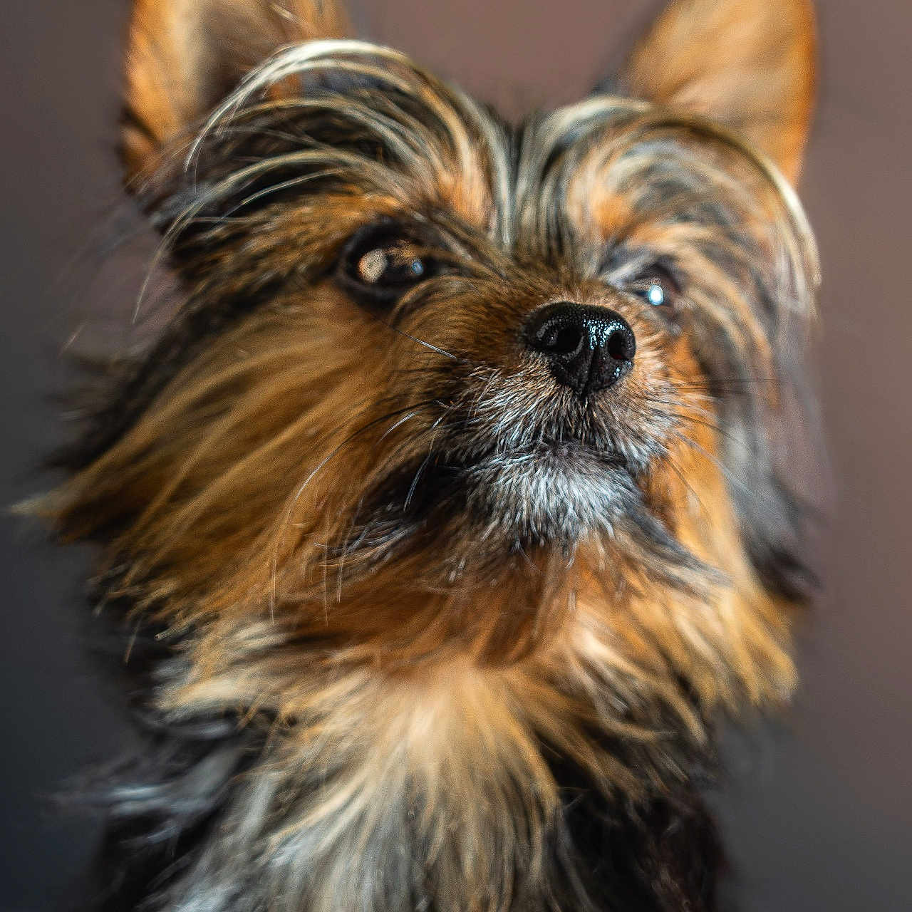 Uggy participe au concours pour gagner de l'argent avec cette photo : affenpinscher, animal, canine, dog, pet, puppy, terrier
