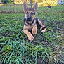 Berkley is registered to the contest to win money with this photo: german_shepherd, puppy, dog, grass, outdoor, fence, ear, animal, pet, canine, young, nature, yard, greenery, curious, lying_down, daylight, background, star, vehicle
