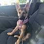 Berkley is registered to the contest to win money with this photo: dog, puppy, german_shepherd, car, car_seat, seatbelt, harness, tongue_out, pet, animal, cute, young, inside, window, sunlight, leash, happy, sitting, domestic_animal, transportation