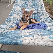 Berkley is registered to the contest to win money with this photo: german_shepherd, puppy, dog, hammock, blue_cloth, outdoor, backyard, grass, fence, concrete, relaxing, pet, animal, young_dog, floral_pattern, curious, cute, canine, resting, summer