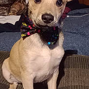 Yogi is registered to the contest to win money with this photo: animal, black_nose, bow_tie, brown, canine, cute, decor, dog, ears, fabric, flag, indoor, looking_at_camera, pet, portrait, puppy, rug, sitting, texture, young